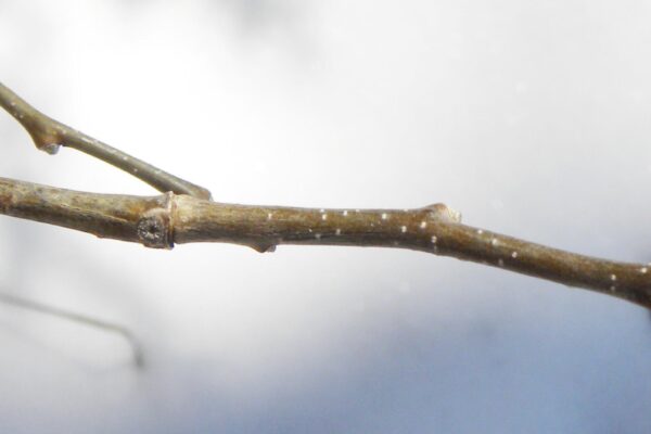 Dirca palustris - Buds