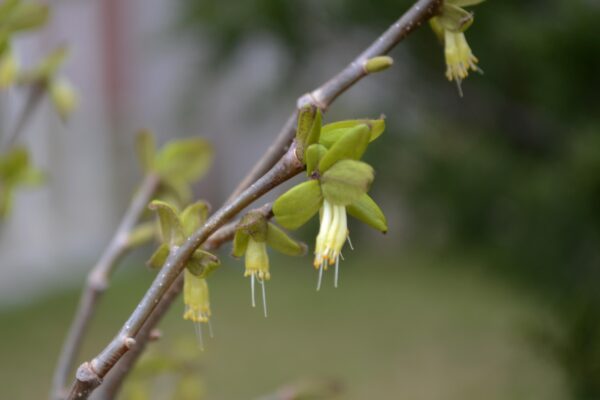Dirca palustris - Flowers