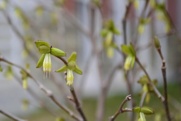 Dirca palustris - Flowers