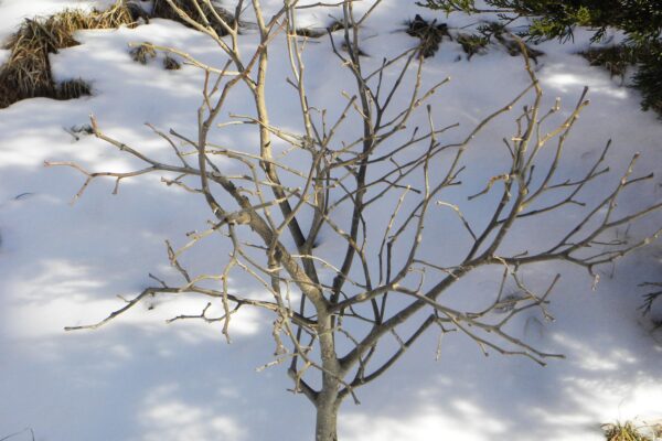 Dirca palustris - Winter Habit