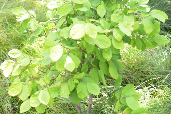 Dirca palustris - Summer Habit