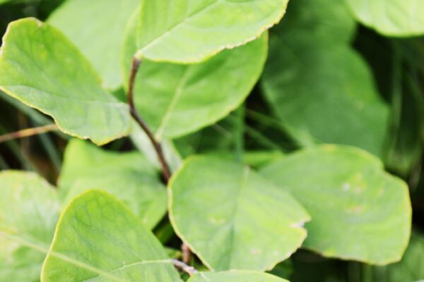 Dirca palustris - Foliage