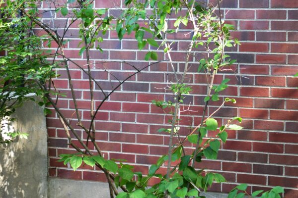 Philadelphus inodorus - Summer Habit