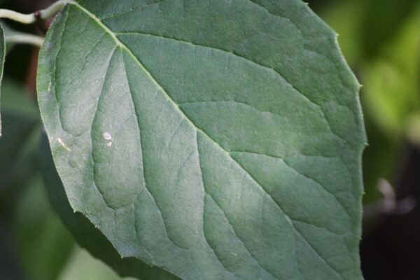 Philadelphus inodorus - Leaf