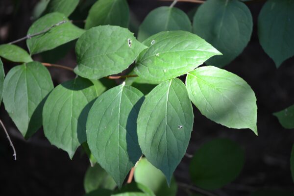 Philadelphus inodorus - Foliage