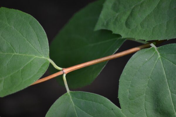 Philadelphus inodorus - Stem