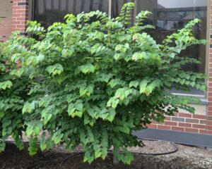 Cercis canadensis ′Ace of Hearts′ - Habit