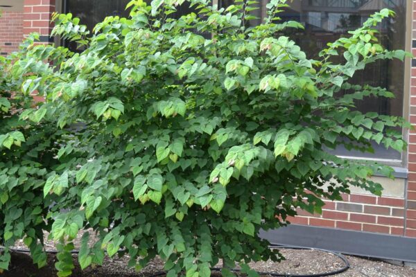 Cercis canadensis ′Ace of Hearts′ - Habit