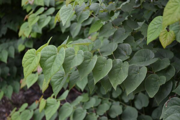 Cercis canadensis ′Ace of Hearts′ - Foliage