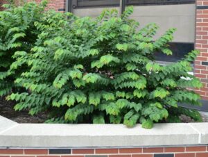 Cercis canadensis ′Ace of Hearts′ - Habit