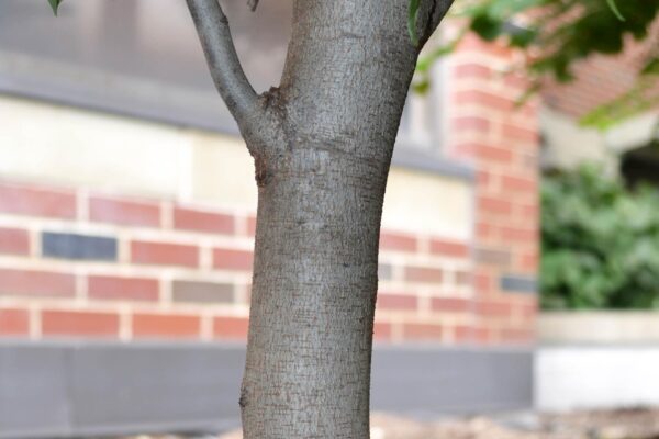 Cercis canadensis ′Ace of Hearts′ - Bark