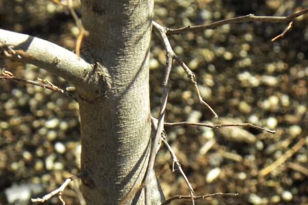 Cercis canadensis ′Ace of Hearts′ - Bark
