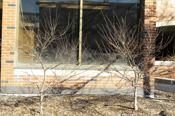 Cercis canadensis ′Ace of Hearts′ - Winter Habit