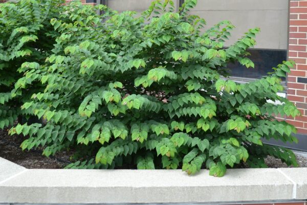 Cercis canadensis ′Ace of Hearts′ - Habit
