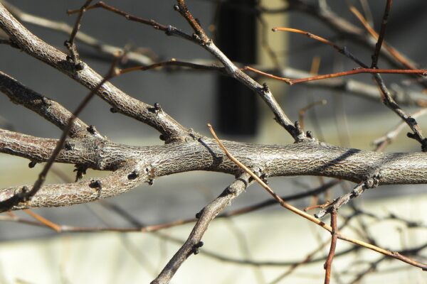 Cercis canadensis ′Ace of Hearts′ - Twig Bark