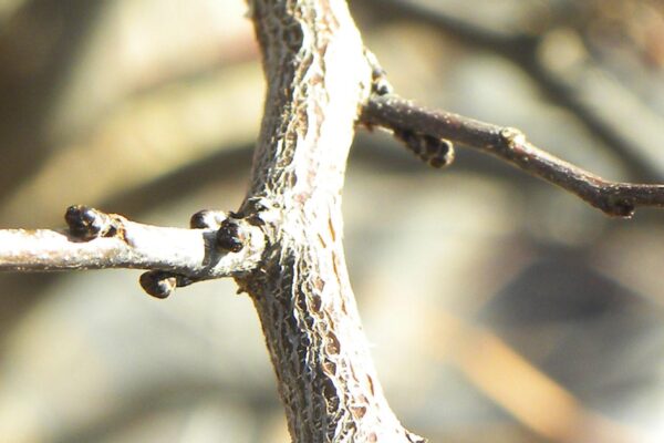 Cercis canadensis ′Ace of Hearts′ - Buds