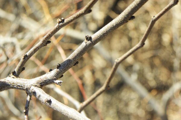 Cercis canadensis ′Ace of Hearts′ - Buds