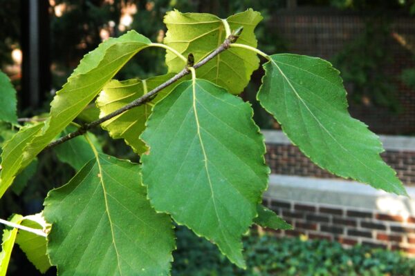 Betula albosinensis - Leaves