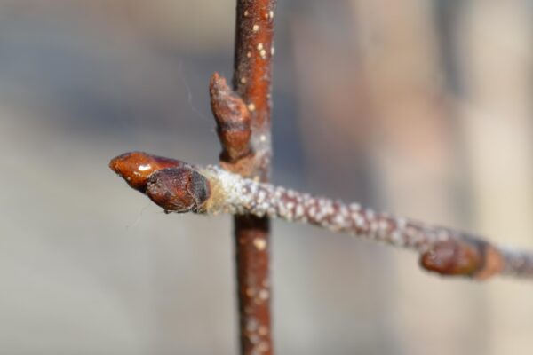 Betula albosinensis - Buds