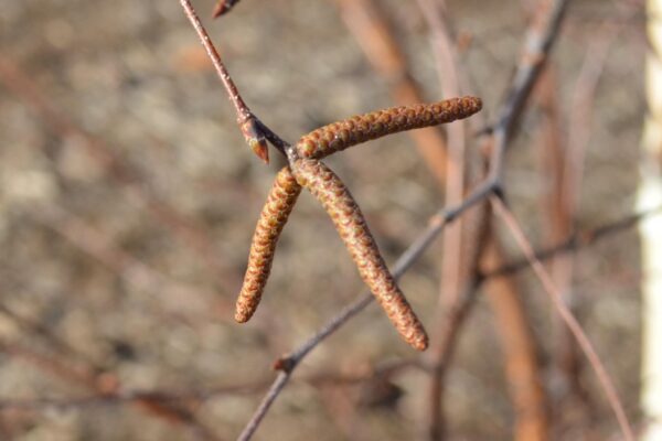 Betula albosinensis - Catkin