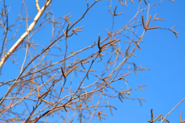 Betula albosinensis - Catkins on Branches
