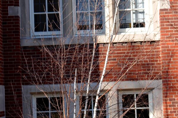 Betula albosinensis - Winter Habit