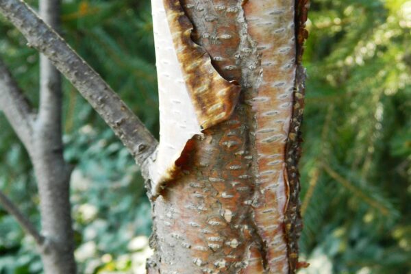 Betula albosinensis - Bark
