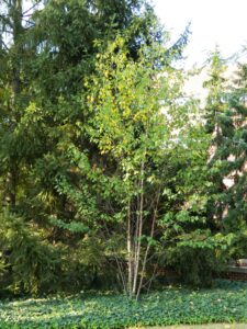 Betula albosinensis - Habit in Summer