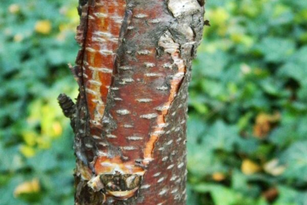 Betula albosinensis - Bark