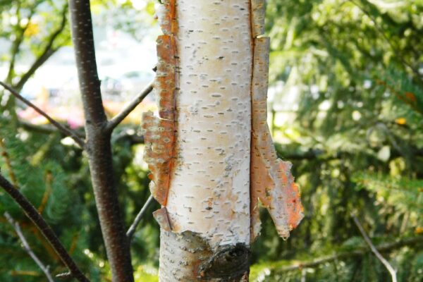 Betula albosinensis - Bark