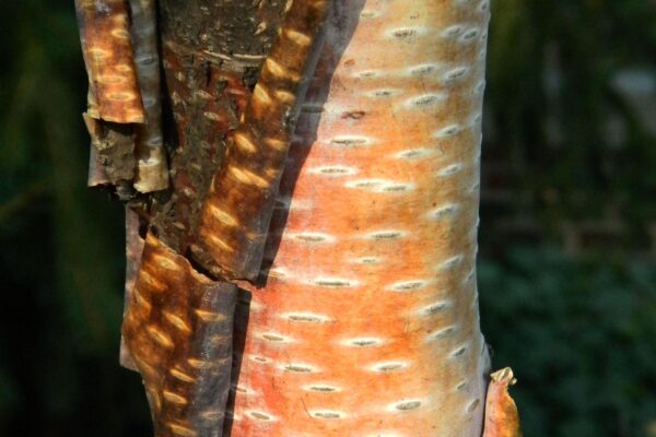 Betula albosinensis - Bark