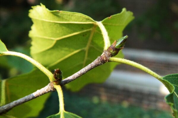 Betula albosinensis - Buds