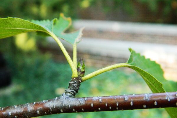 Betula albosinensis - Buds