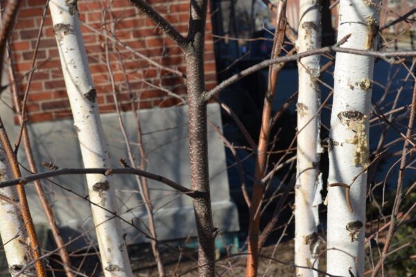 Betula albosinensis - Bark