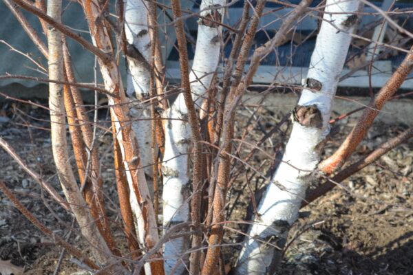 Betula albosinensis - Bark