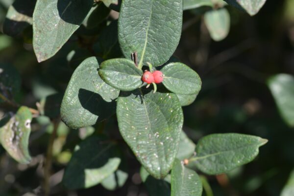 Lonicera korolkowii - Foliage and Fruit