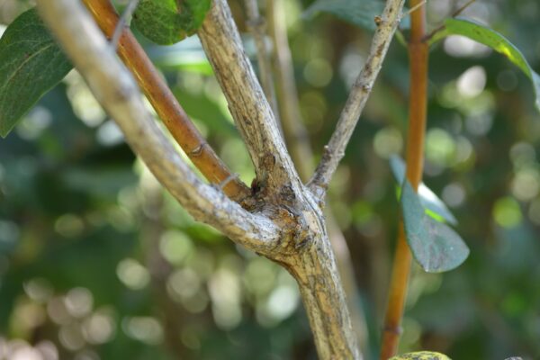 Lonicera korolkowii - Bark