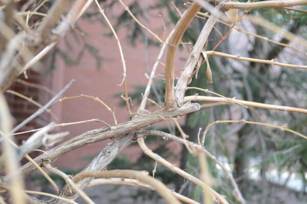 Lonicera × purpusii ′Winter Beauty′ - Bark