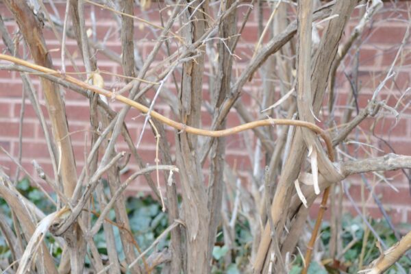 Lonicera × purpusii ′Winter Beauty′ - Bark