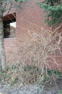 Lonicera × purpusii ′Winter Beauty′ - Winter Habit