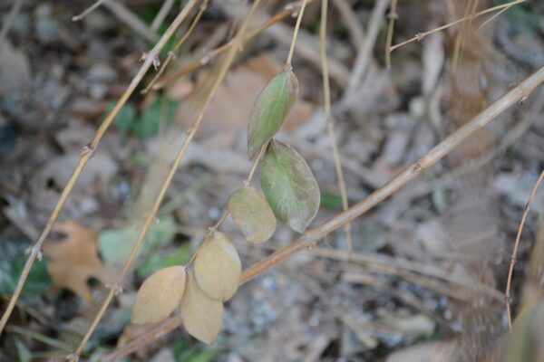Lonicera × purpusii ′Winter Beauty′ - Buds and Old Foliage
