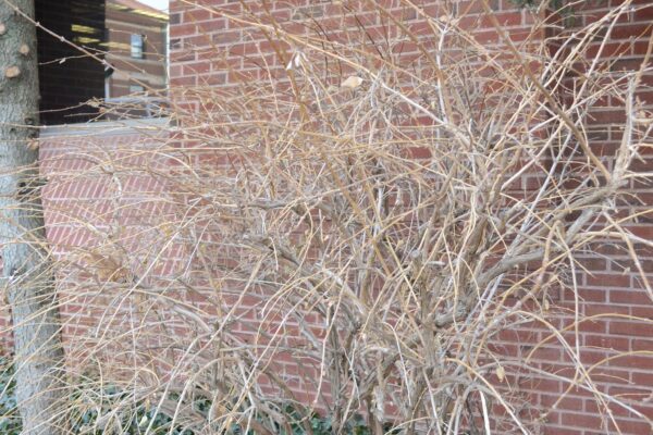 Lonicera × purpusii ′Winter Beauty′ - Winter Habit