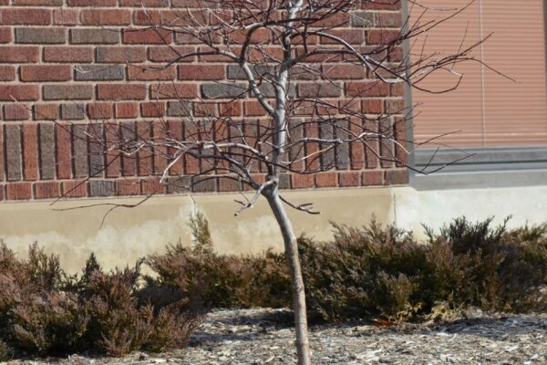 Acer palmatum var. dissectum atropurpureum ′Red Dragon′ - Winter Habit