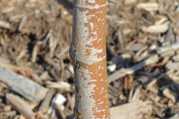 Acer palmatum var. dissectum atropurpureum ′Red Dragon′ - Bark