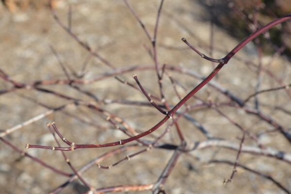 Acer palmatum var. dissectum atropurpureum ′Red Dragon′ - Stems