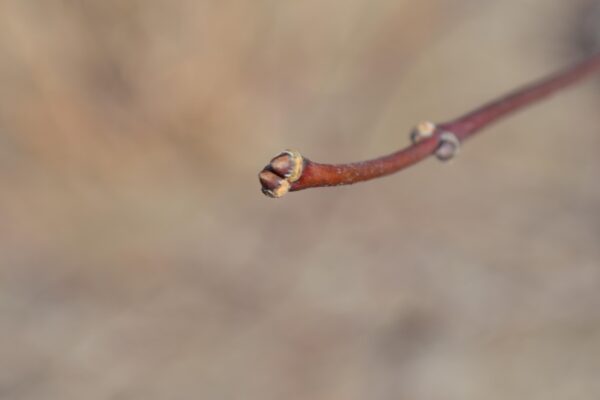 Acer palmatum var. dissectum atropurpureum ′Red Dragon′ - Buds