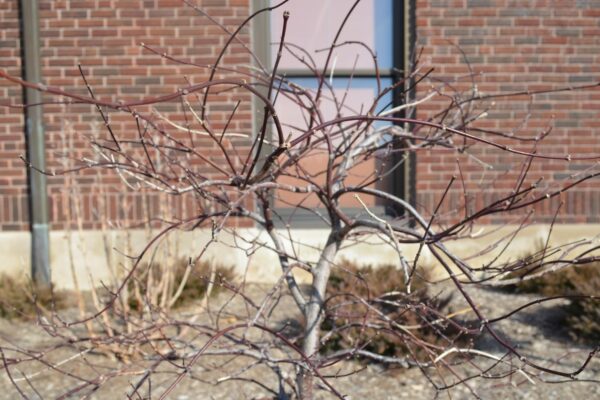 Acer palmatum var. dissectum atropurpureum ′Red Dragon′ - Winter Habit