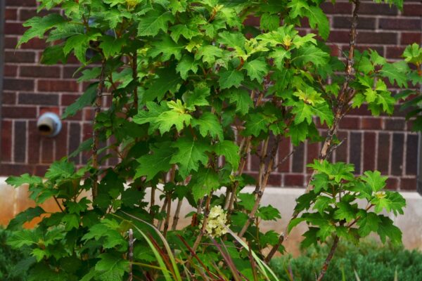 Hydrangea quercifolia ′Flemygea′ [sold as Snow Queen™] - Habit