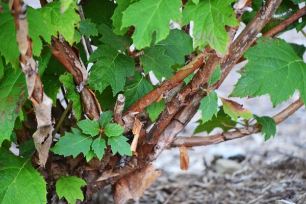 Hydrangea quercifolia ′Flemygea′ [sold as Snow Queen™] - Bark