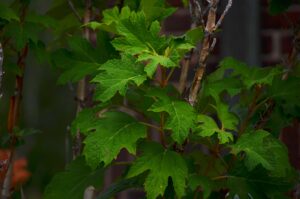 Hydrangea quercifolia ′Flemygea′ [sold as Snow Queen™] - Foliage